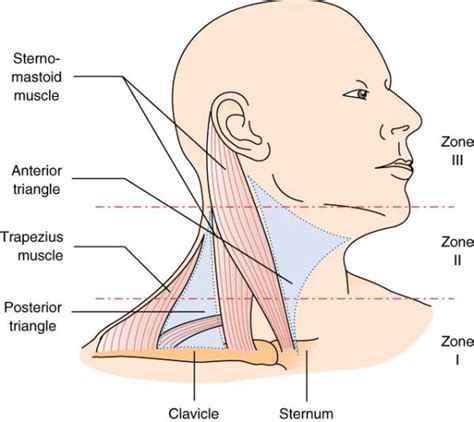 Zones of the neck - Charlie's ED