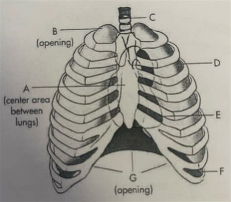 Thoracic Cavity Anatomy Flashcards | Quizlet