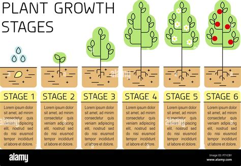 The Remarkable Journey: Austrian Pine Growth Stages from Seed to Maturity