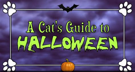 Viral Halloween Cat Video, Tips & Black Cat Infographic