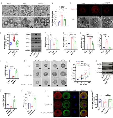 Mitosox Assay Mitosox Red | Thermo Fisher | Bioz