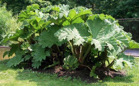 Gunnera Tinctoria Giant-Rhubarb Huge Leaves Ornamental