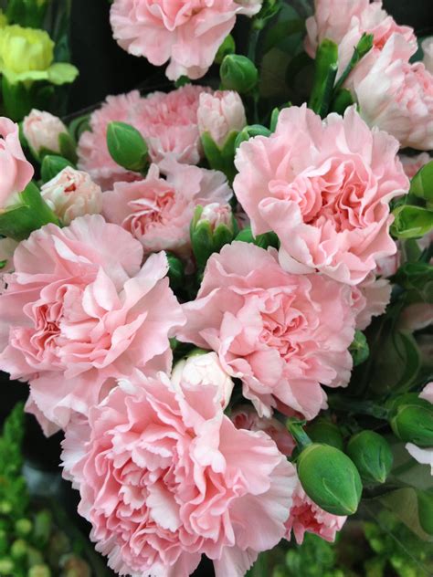 Pink Carnations with Green Leaves and Buds