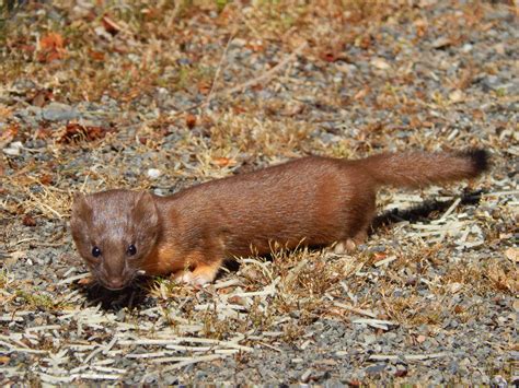 Shoreline Area News: Wild creatures among us: Long-tailed Weasel - Mustela frenata