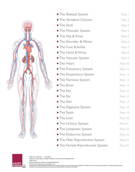 The Illustrated Atlas of Human Anatomy | Scientific Publishing