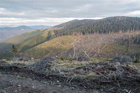 FERN report: EU forests in danger - Remote Primary Forests