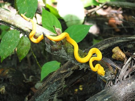 9 animals to see in Cahuita National Park - Tiny Travelogue