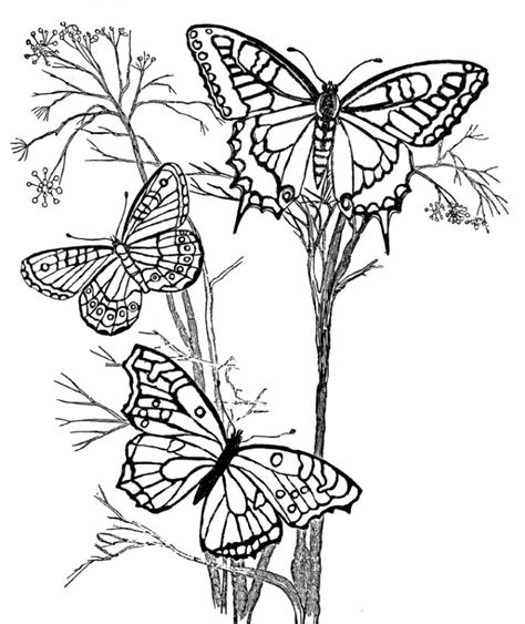 Coloriage Papillons en vol sur des Fleurs dessin gratuit à imprimer