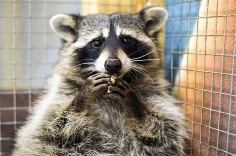 What Are The Predators Of Raccoons?