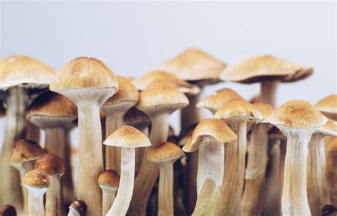 Magic mushrooms are having a moment. How will the feds handle it?