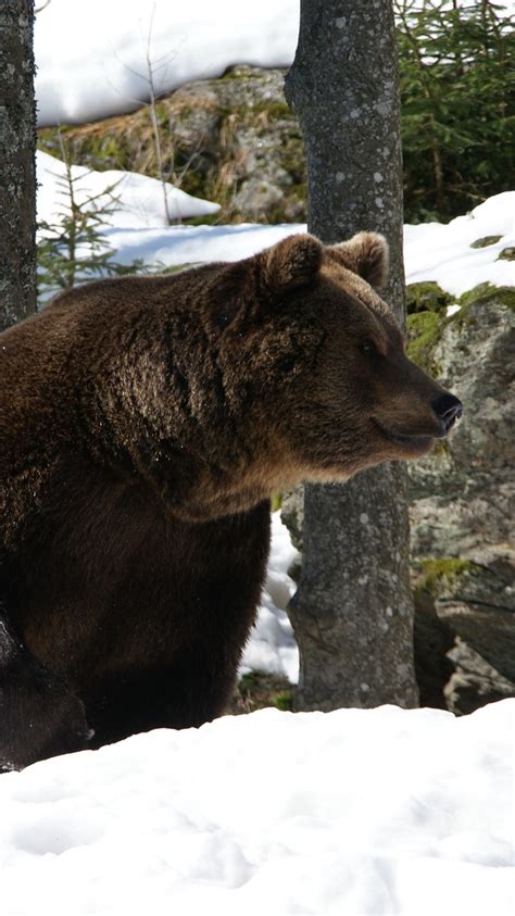 Wallpaper Brown bear, snow, winter, rocks 3840x2160 UHD 4K Picture, Image