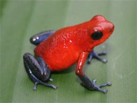 Weird Animals – the Blue Jeans Poison Dart Frog | HubPages