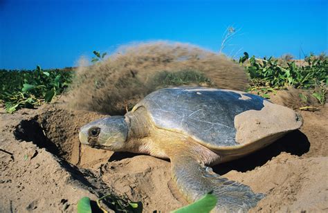 Uncovering the genomes of sea turtles – Environomics Future Science ...