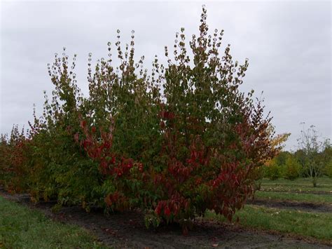 Cornus kousa 'Milky Way' | Cornus kousa 'Milky Way' - Van den Berk ...