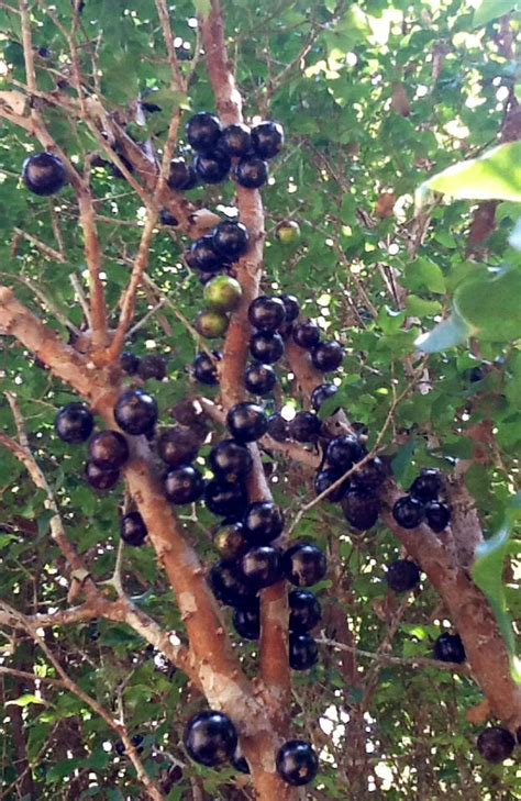 Delicious Jabuticaba Fruit | Grapes, Whole Grain