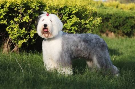 Old English Sheepdog - Ultimate Guide [Personality, Trainability, Health]