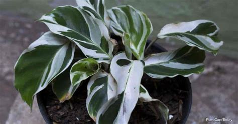 Calathea White Fusion Care - PlantCareToday.com