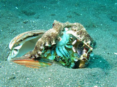 File:Veined Octopus - Amphioctopus Marginatus eating a Crab.jpg - Wikipedia, the free encyclopedia