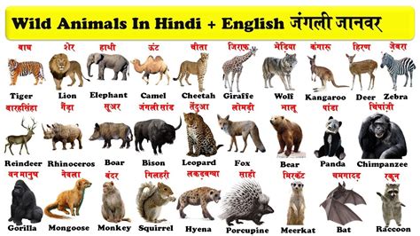 Animals Name In English And Marathi