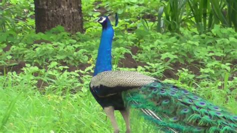 Interesting behaviour of peacock - YouTube