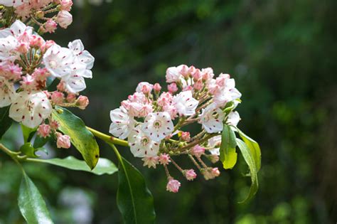 Mountain Laurel Flowers In Bloom Stock Photo - Download Image Now - iStock