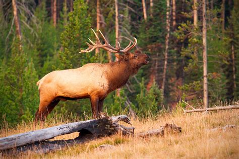 Elk Bugle by StevenDavisPhoto on DeviantArt