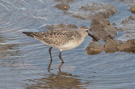 Curlew Sandpiper | A juvenile Curlew Sandpiper - Pennington … | Flickr