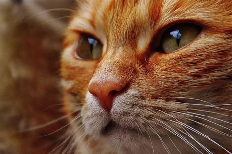 Free picture: cat, portrait, cute, eye, animal, pet, fur, young, face ...