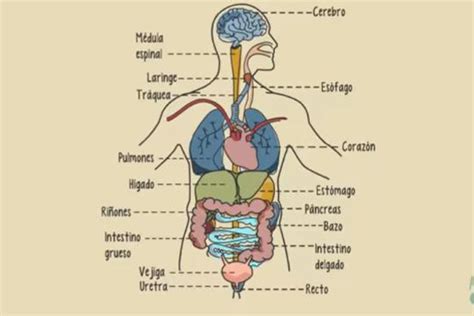 Foto Del Cuerpo Humano Y Sus Organos - Uno