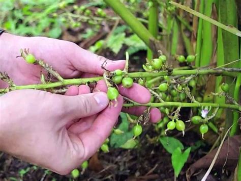 How to Grow Cardamom Plant | Growing Elaichi in India • India Gardening