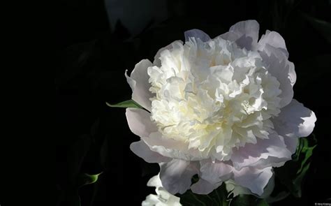 White Peony-Microsoft Windows Desktop Wallpaper Wallpapers View ...