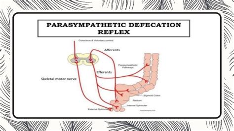 Physiology of defecation