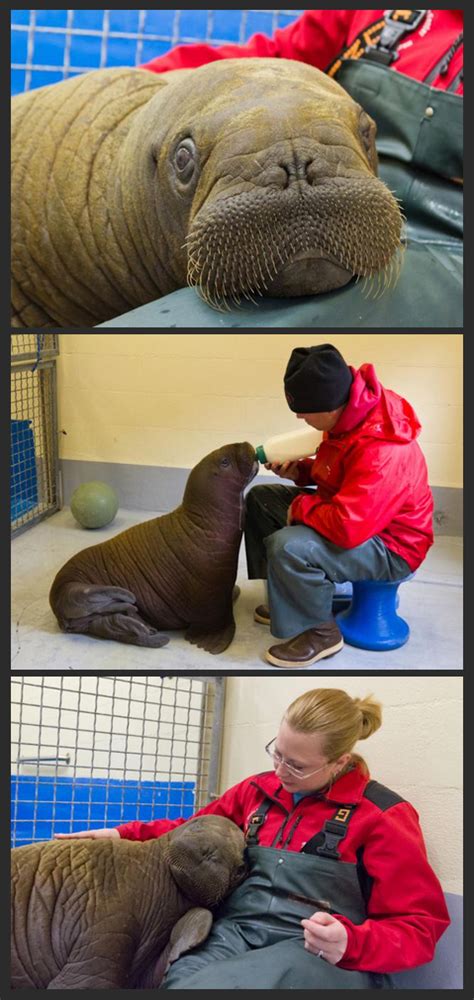 Stranded walrus calf rescued from Alaska lagoon | Baby walrus, Walrus ...