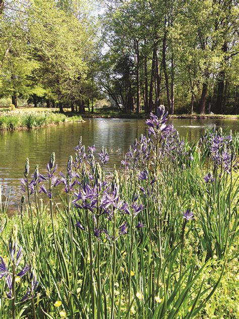 6 Recommended Vegetation Species To Plant Around Your Lake or Pond ...