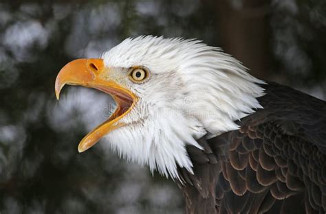 Screeching Kaal Eagle stock foto. Afbeelding bestaande uit symbool ...