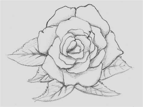 Easy Rose Flower Drawings In Pencil : As with our other drawing tutorials, you can grab a printable.