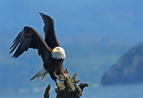 Photo of a Bald eagle Perched on a Rock · Free Stock Photo