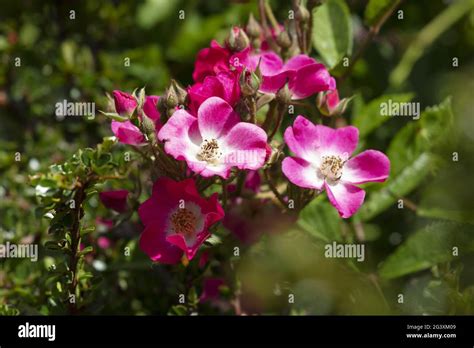 Blossom Alpine rose Stock Photo - Alamy