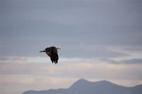 Bald Eagle Flying Past Mountain Range Stock Image - Image of remote ...