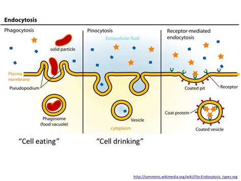 “Cell eating” “Cell drinking” http://commons.wikimedia.org/wiki/File:…