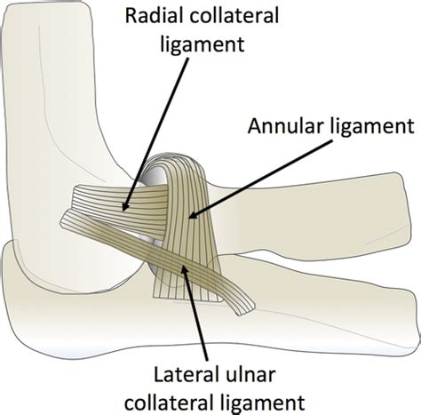 Radial Collateral Ligament - Anatomy, Structure, Function