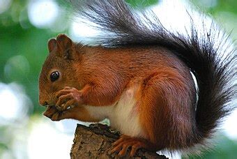 Tufted ground squirrel - Wikipedia