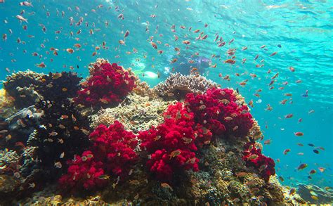 Coral Triangle Snorkeling - Most Alive Reefs In The World