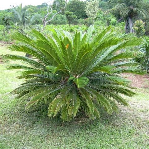 Belas Mudas De Palmeira Cica - Cycas Revoluta - R$ 30,00 em Mercado Livre