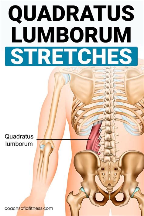 12 Fantastic Quadratus Lumborum Stretches For Instant Relief - Coach ...