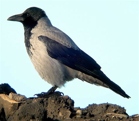 Hooded Crow