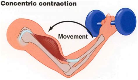 How to activate muscle fibres