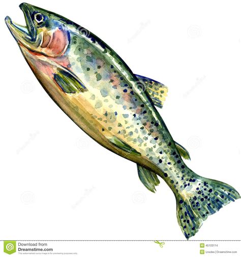 Chinook salmon fish. watercolor painting | Watercolor fish, Fish ...