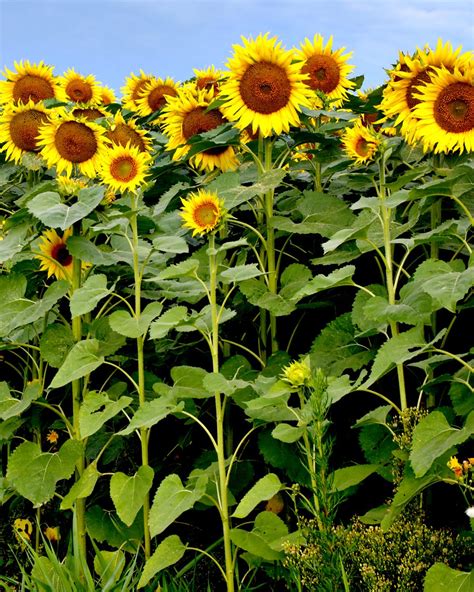 15 Different Types of Sunflowers - Sunflower Varieties To Plant