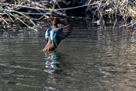 What Animals Live In Estuaries? A Dive Into Biodiversity – Ocean Action Hub